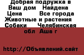 Добрая подружка,в Ваш дом!!!Найдена › Цена ­ 10 - Все города Животные и растения » Собаки   . Челябинская обл.,Аша г.